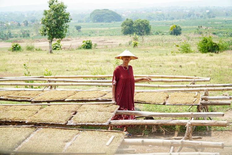 Puncak Panen, Harga Tembakau Jawa di Lamongan Tembus Rp 52.000 Per Kg