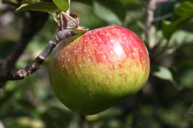 Ilustrasi buah apel yang bisa dipetik di Kusuma Agrowisata di Kota Batu, Jawa Timur.