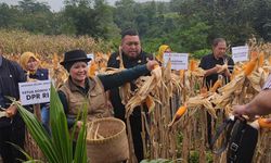 Kementerian Pertanian Fokus Kejar Hilirisasi Kelapa Genjah dengan Manfaatkan Lahan Pekarangan