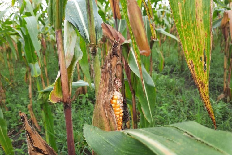 Lahan pertanian yang ditanami jagung di Desa Jepangrejo, Kecamatan Blora, Kabupaten Blora, Jawa Tengah, Kamis (20/10/2022)
