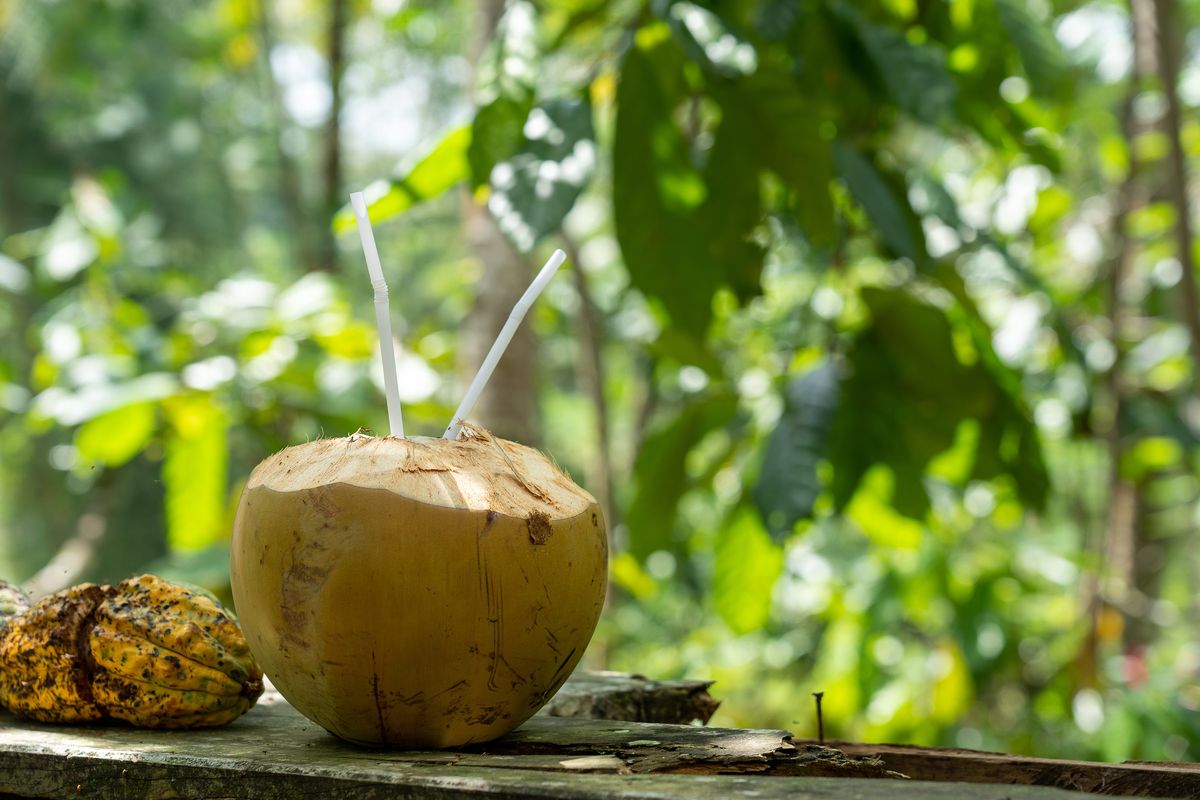Ilustrasi kelapa makanan yang bisa bikin bahagia.