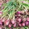 Jangan Dibuang, Simak 4 Manfaat Kulit Bawang untuk Tanaman