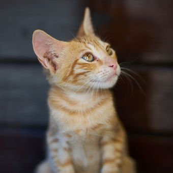 Ilustrasi telinga kucing mendengarkan suara keras.