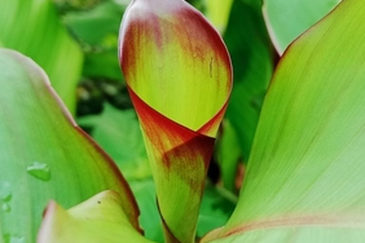 Ilustrasi tanaman ganyong