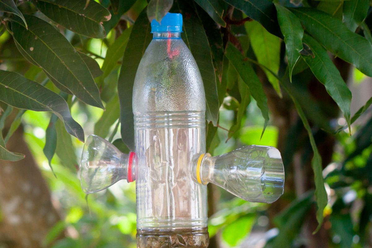 Ilustrasi perangkap lalat atau serangga yang dibuat dari botol plastik bekas. 