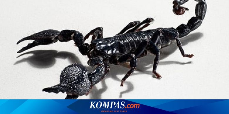 Kalajengking Sengatan Setajam Pisau Belum Tentu Beracun Halaman All Kompas Com