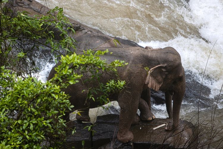 Satu dari dua ekor gajah yang dipastikan selamat setelah menyeberangi tebing air terjun di Taman Nasional Khao Yai, Thailand.