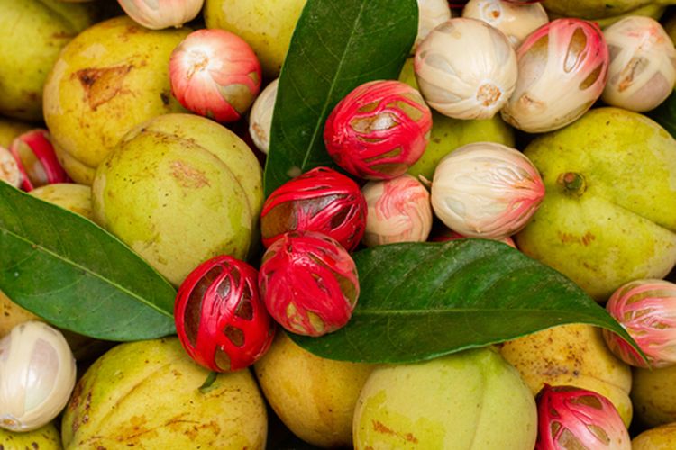 Ilustrasi buah pala yang sudah dipanen 