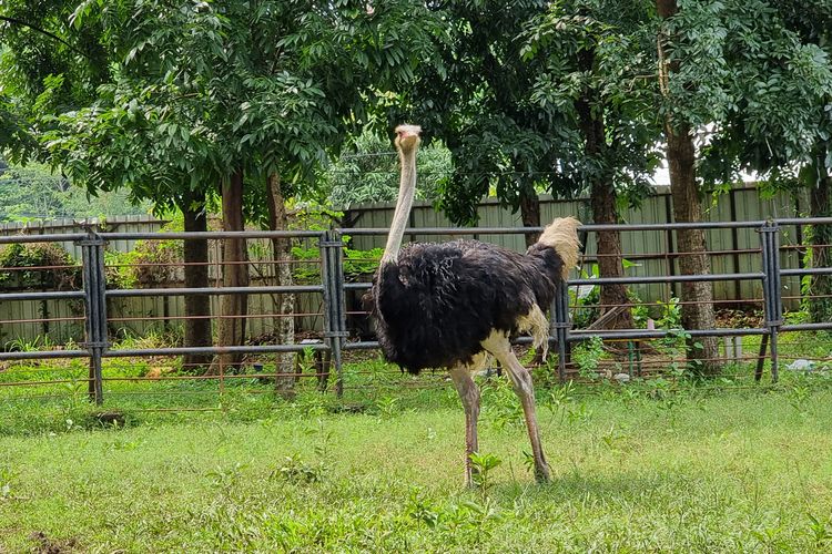 Burung Unta di Solo Safari.