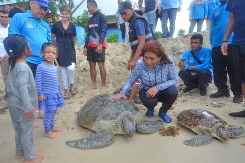 Menteri Susi Lepasliarkan Penyu dan Ikan Napoleon di Perairan Natuna