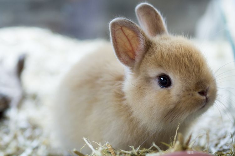 Netherland dwarf, salah satu kelinci terkecil di dunia
