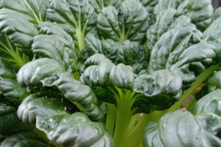 Sawi pagoda, budidaya sawi pagoda