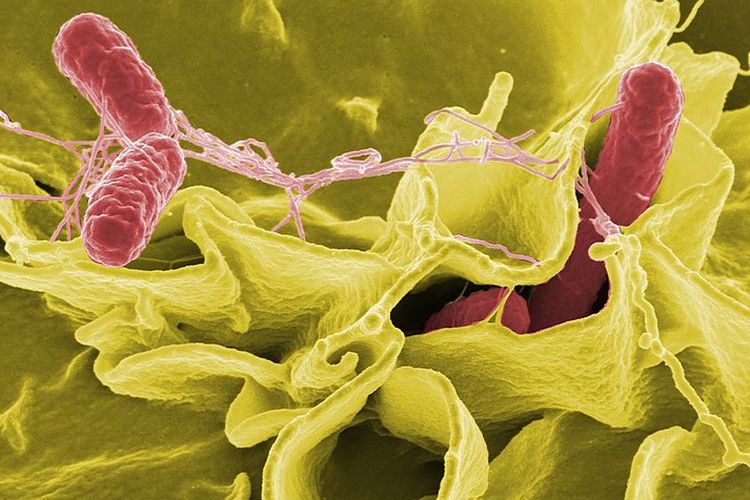 Salmonella typhi, salah satu polutan penyebab pencemaran biologis.