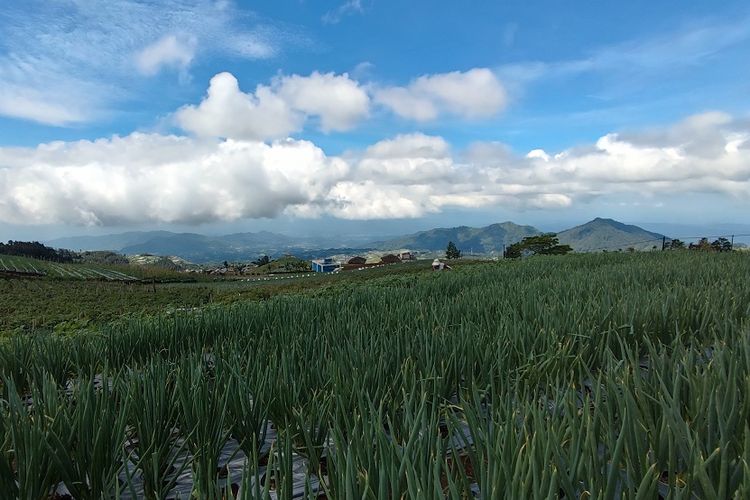 Kebun sayur di Nepal van Java