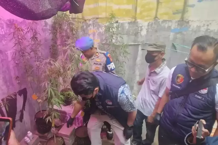 ASN Kementerian PU Tanam Ganja di Rumah, Mengaku Belajar dari YouTube