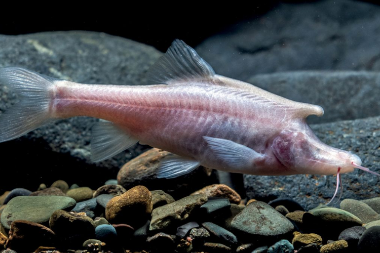 Ikan Sinocyclocheilus longicornus memiliki semacam tanduk di kepalanya. Ikan misterius bertanduk yang aneh ditemukan di perairan dalam gua di China.