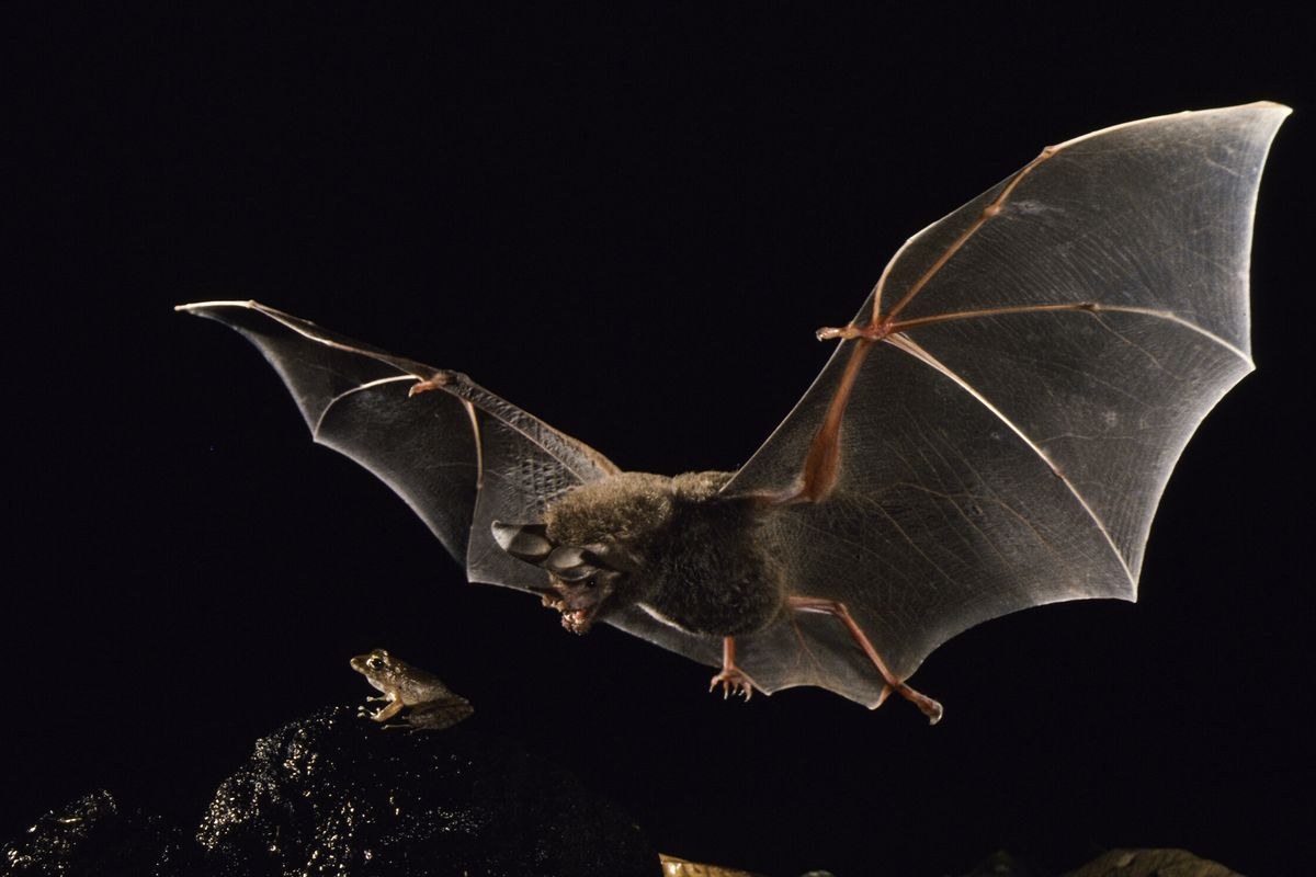 Kelelawar berbibir rumbai, Trachops cirrhosus, mendekati katak perampok Fitzinger, Craugastor fitzingeri, di Panama. Spesies kelelawar ini menguping panggilan kawin yang dihasilkan katak jantan untuk menarik perhatian betina, dan menggunakan panggilan katak ini untuk mendeteksi, menilai, dan melokalisasi mangsanya. Kelelawar muda tidak memiliki respons yang sama terhadap panggilan kawin katak seperti yang dimiliki kelelawar dewasa; kelelawar muda harus memperoleh kemampuan untuk membedakan panggilan katak mana yang menandakan mangsa yang enak dan beracun. 