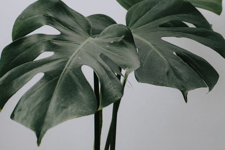 Ilustrasi tanaman hias Monstera deliciosa. 