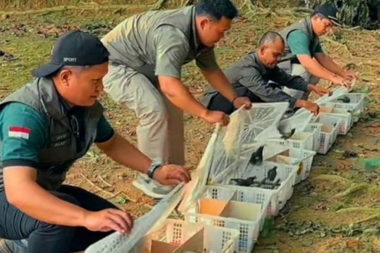 BKSDA Jambi Gagalkan Penyelundupan 198 Burung Tanpa Dokumen, Ada Satwa yang Dilindungi