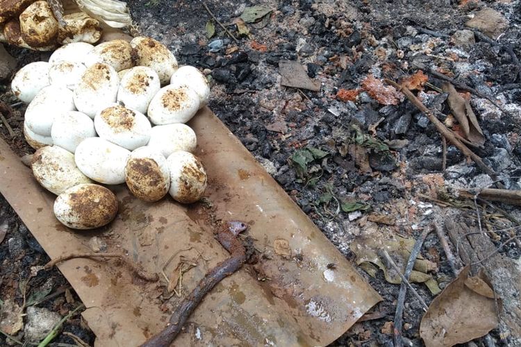 Temuan 20 ular kobra di permukiman Bekasi, Minggu (8/11/2020)