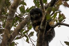 80 Tahun Menghilang, Monyet Berpotongan Mangkuk Tertangkap Kamera