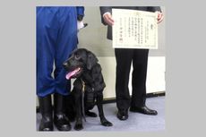 Bantu Penangkapan Anggota Yakuza, Seekor Anjing Diberi Penghargaan