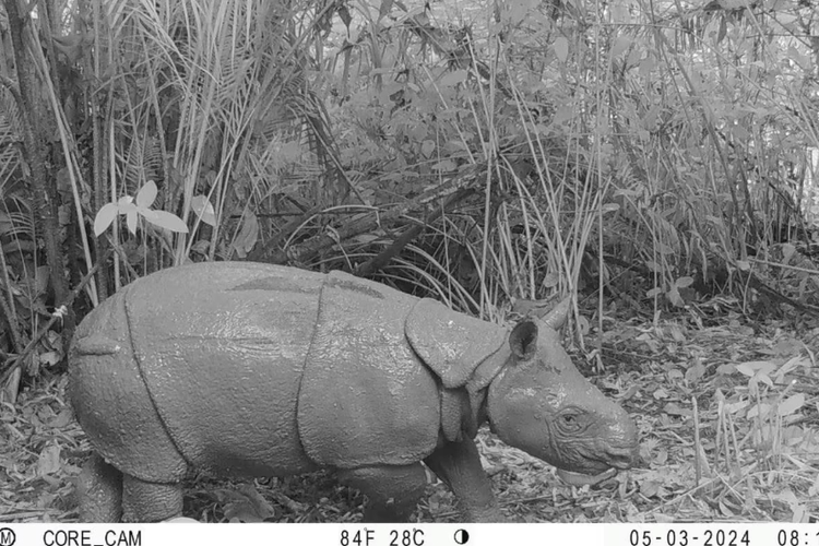 Anakan badak jawa yang baru lahir direkam dalam kamera jebak di TN Ujung Kulon. 