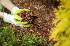 7 Jenis Mulsa Organik untuk Melindungi Tanaman dan Kebun dari Penyakit