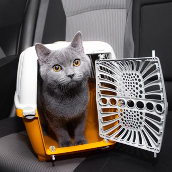 Ilustrasi kucing di dalam mobil, membawa kucing peliharaan mudik. 