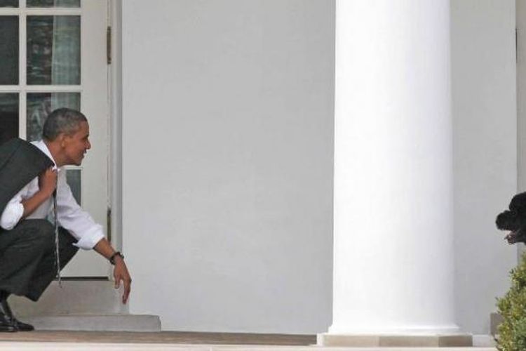 Presiden AS ke-44 Barack Obama sedang bermain dengan salah satu anjing peliharaannya di Gedung Putih.