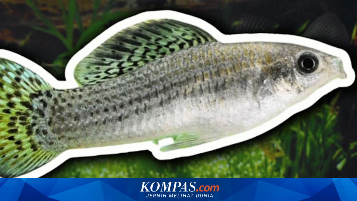 Hidup 100.000 Tahun Tanpa Jantan, Rahasia Ikan Ini Akhirnya Terkuak