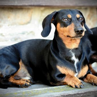 Ilustrasi anjing Dachshund. 