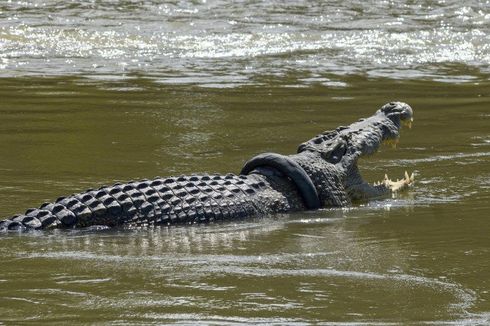 Ini Kendala Petugas Selamatkan Buaya Berkalung Ban Bekas di Sungai Palu