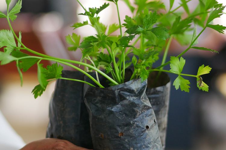 Ilustrasi menanam seledri di polybag. 