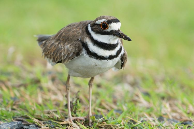 Burung killdeer yang termasuk salah satu hewan dilindungi.