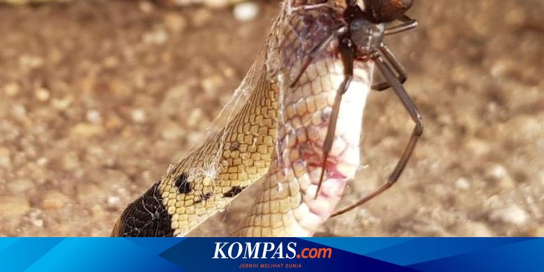 5 tips cinta ala binatang capung