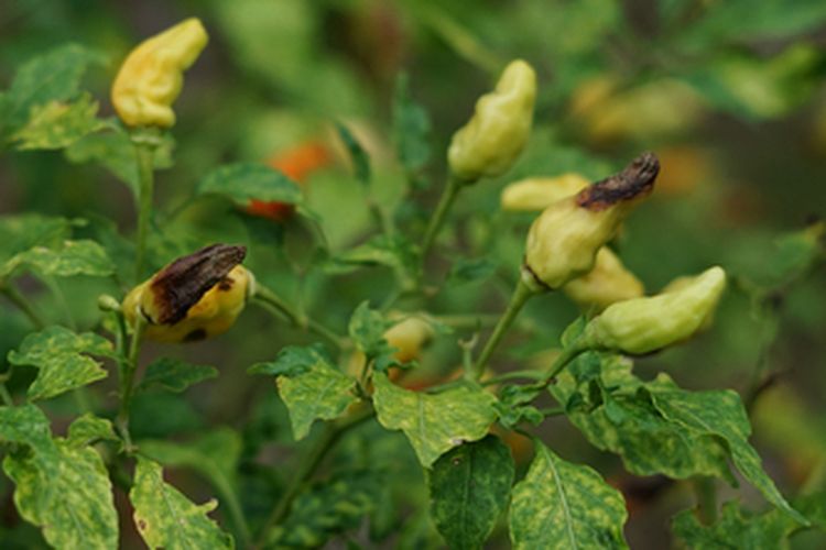 Penyakit antraknosa atau penyakit patek pada tanaman cabai