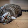 Kucing Hobi Mencakar Sofa? Ini 5 Cara Menghentikannya