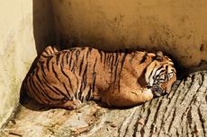 Jelang Libur Nataru, Bandung Zoo Tambah Koleksi 2 Harimau