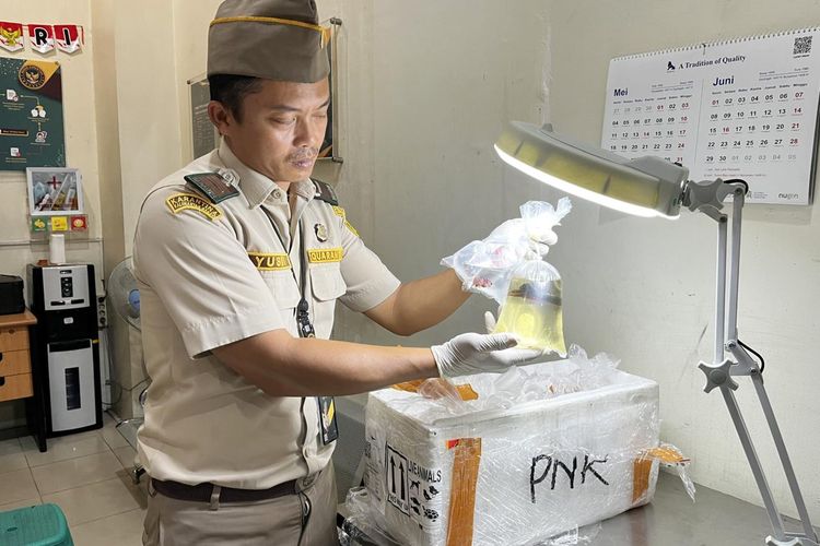 Dokumen Palsu Terbongkar, 110 Ikan Cupang Gagal Diselundupkan Lewat Bandara Supadio
