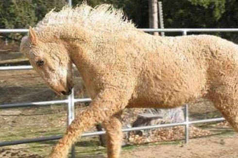 Rambut Ras Kuda Ini Menjadi Keriting saat Musim Dingin