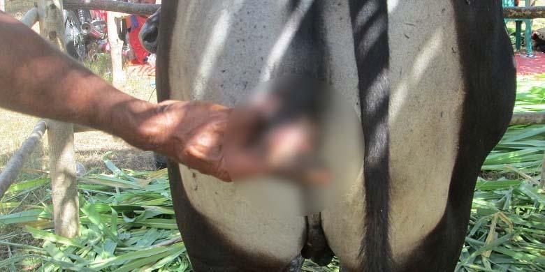 Unik Alat Kelamin Sapi Jantan Ini Berada Di Bagian Belakang