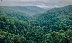 Cegah Dampak Buruk Perubahan Iklim, Rehabilitasi Hutan Diperlukan