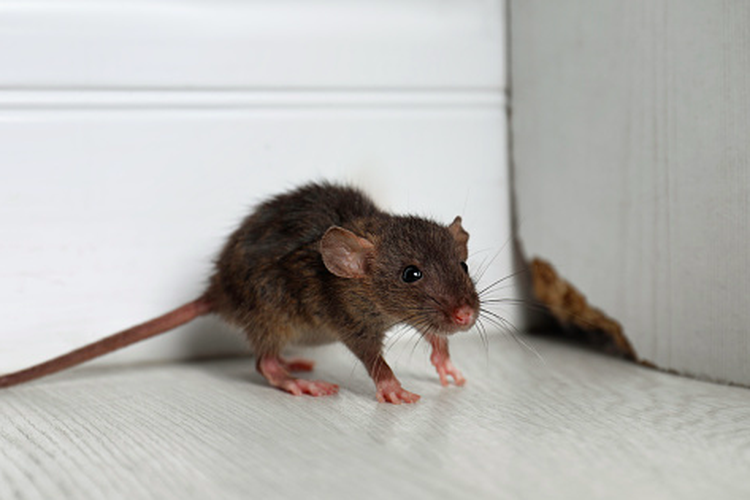 Ilustrasi tikus di rumah