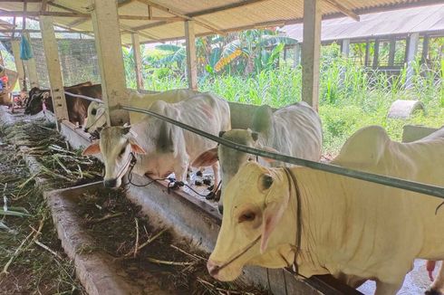 Tolak Sapi Bali, Asosiasi Batam Sebut Sapi dan Kambing Tak Bisa Lama di Laut, Bisa Stres