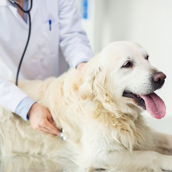 Ilustrasi anjing, ilustrasi membawa anjing ke dokter hewan.