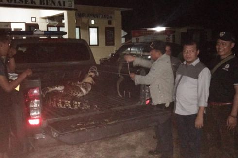 Air Sungai Meluap, Seekor Buaya Ditemukan Terjebak di Parit Sawah