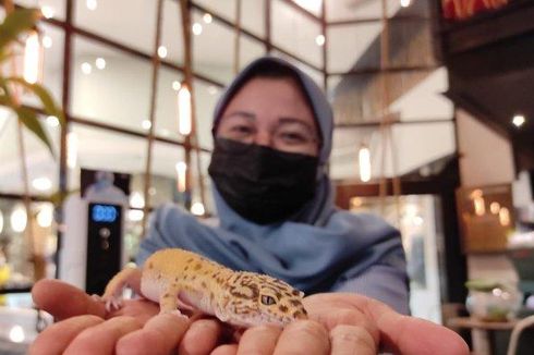 Minum Kopi Sambil Main Bersama Reptil, Konsep Kafe Kopi di Medan