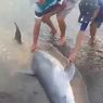 Ikuti Perahu Nelayan, Lumba-lumba Hidung Botol Terdampar di Jepara, Begini Akhirnya