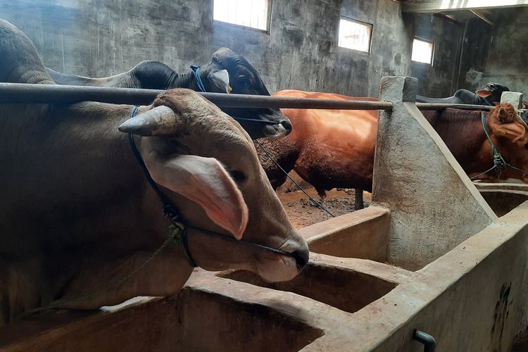 Tekad, seorang peternak sapi mengaku jelang lebaran idul adha mendapatkan banyak pesanan hewan kurban saat ditemui di kandang sapi miliknya, Desa Palon, Kecamatan Jepon, Kabupaten Blora, Jawa Tengah, Selasa (6/6/2023)